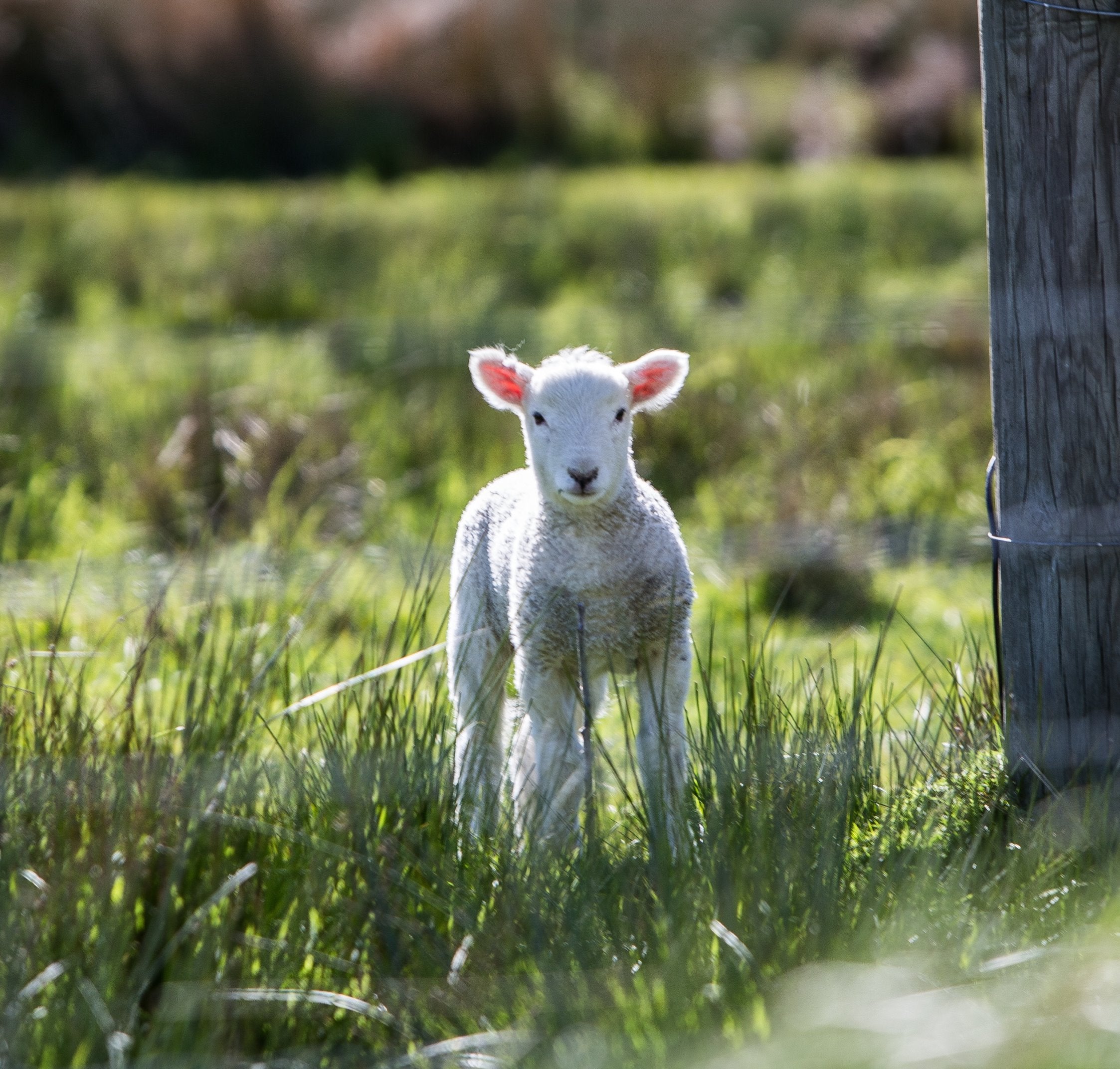 Lamb in a field